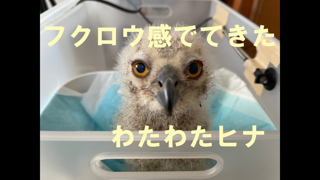 【ベンガルワシミミズク】#4 わたわたフクロウ雛の餌やり Fluffy Indian Eagle-Owl Chick
