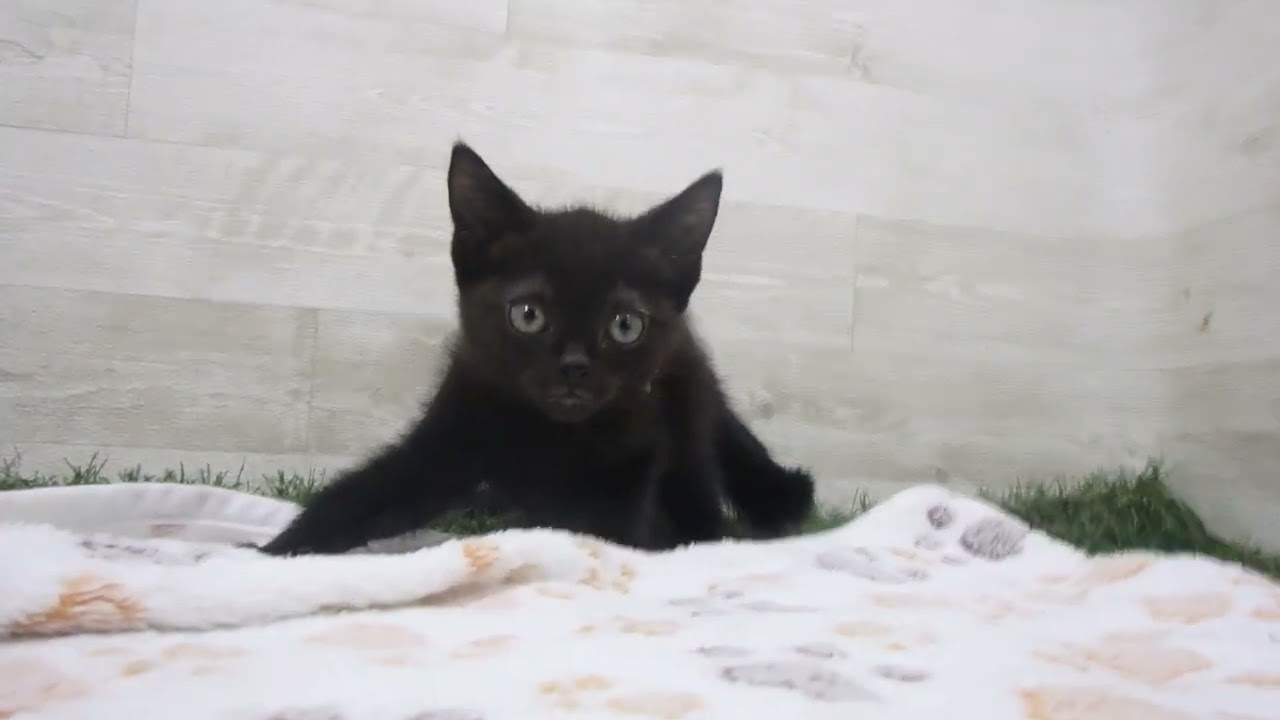 Coo&RIKU　No00629676 アメリカンショートヘアー