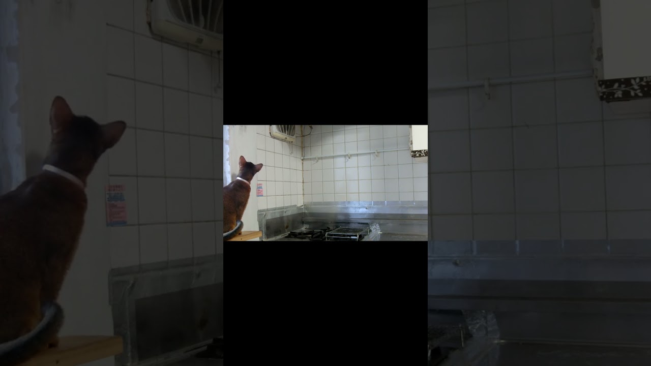 ネコ動画あび＃1195　#shorts　　　あびの毎日　アビシニアン　あび