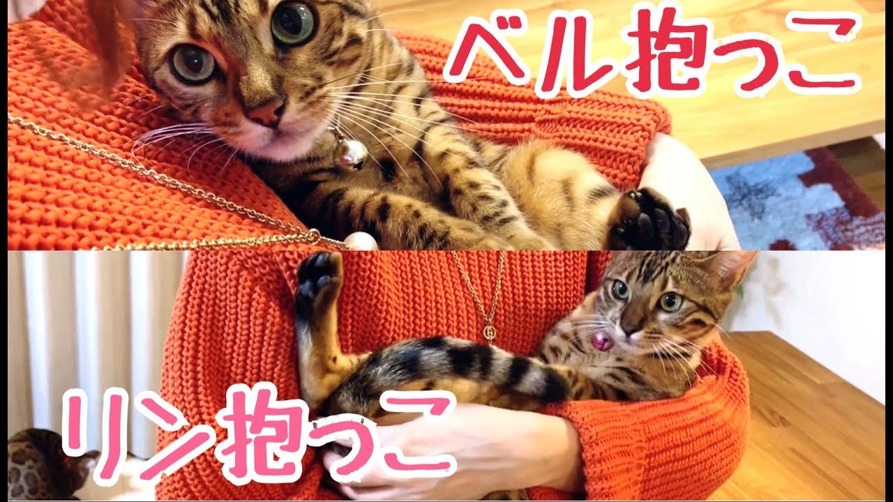 ベンガルレディースベルリン抱っこ耐久チャレンジ！