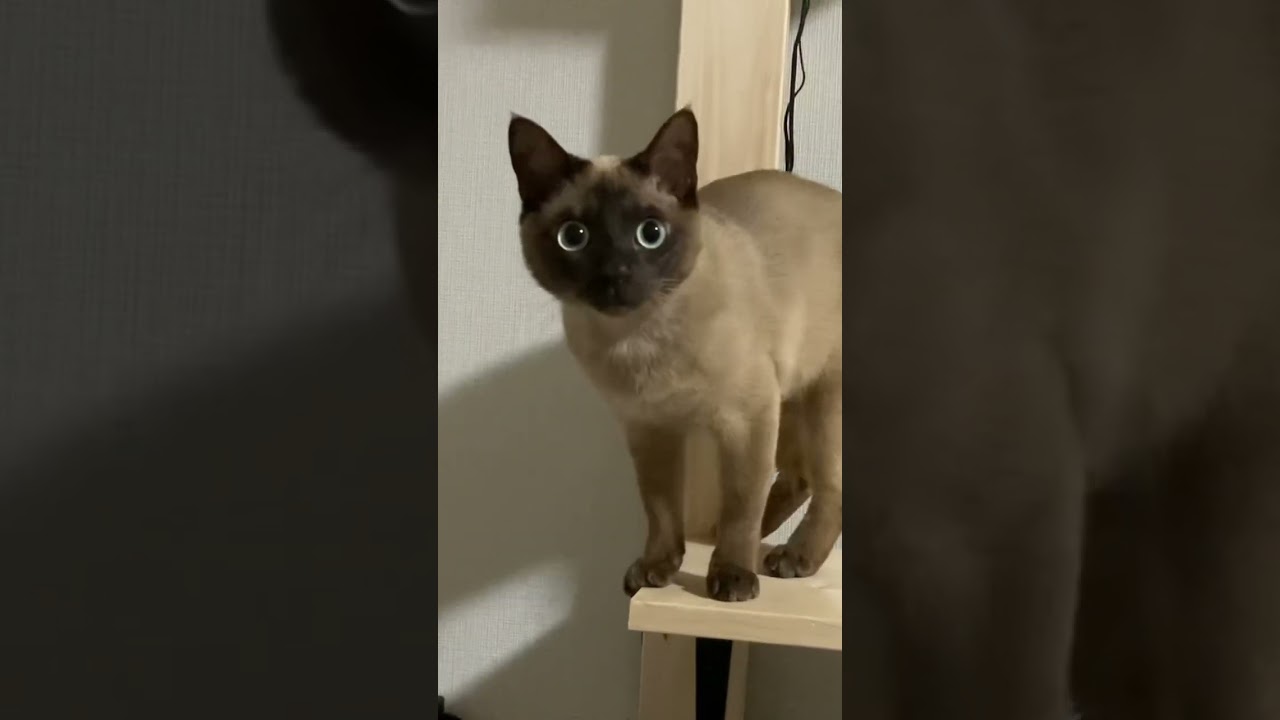 トンキニーズ