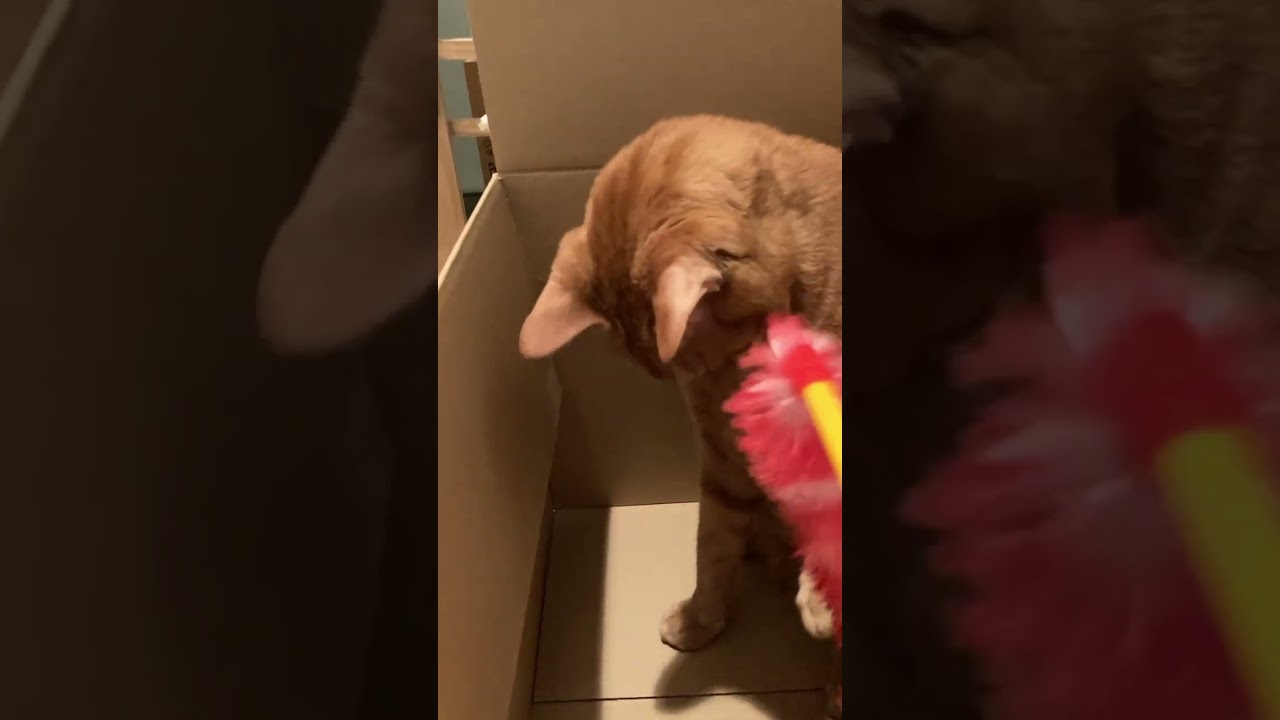 【茶トラ猫】ダンボールの中で遊ぶのが好きなジラフ#shorts