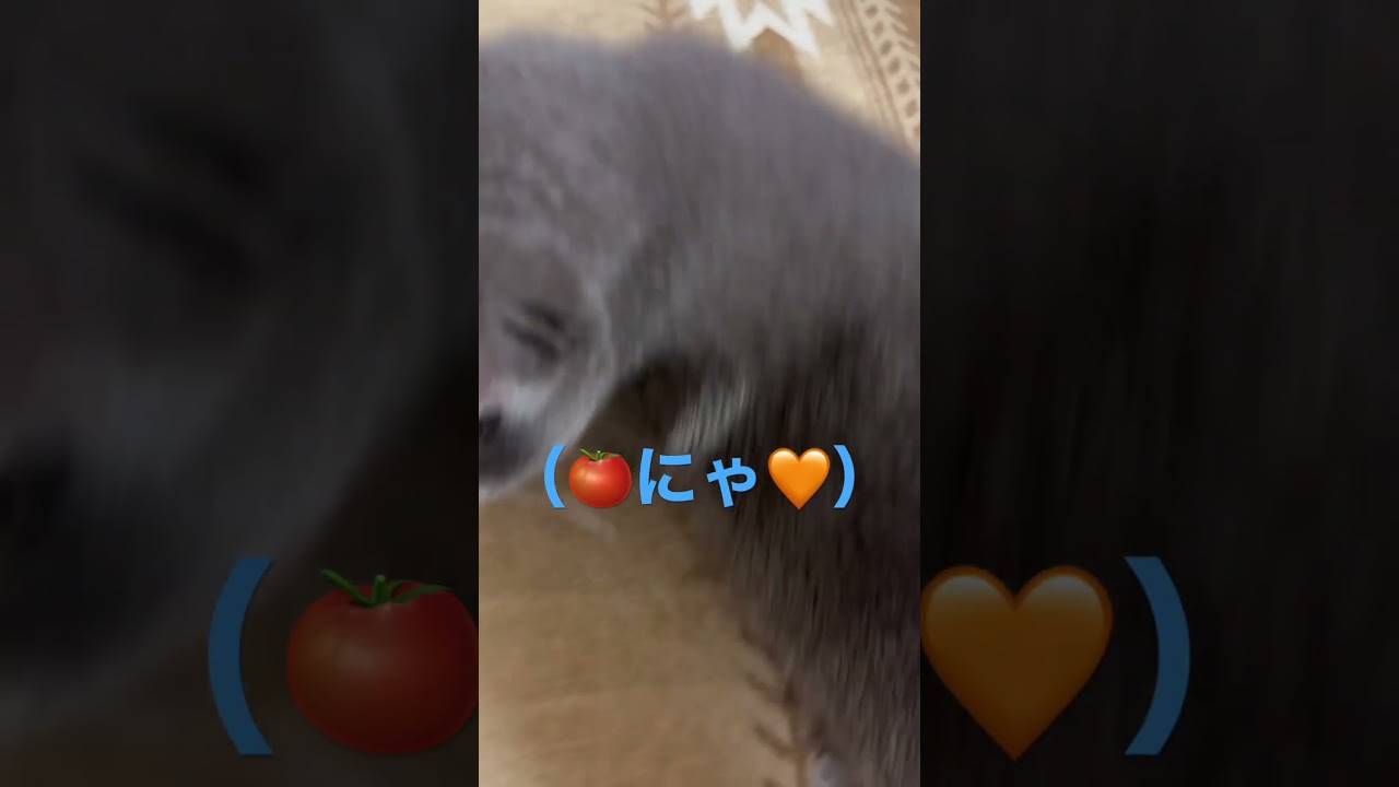 トマトだいちゅきな猫（ロシアンブルー）#shorts