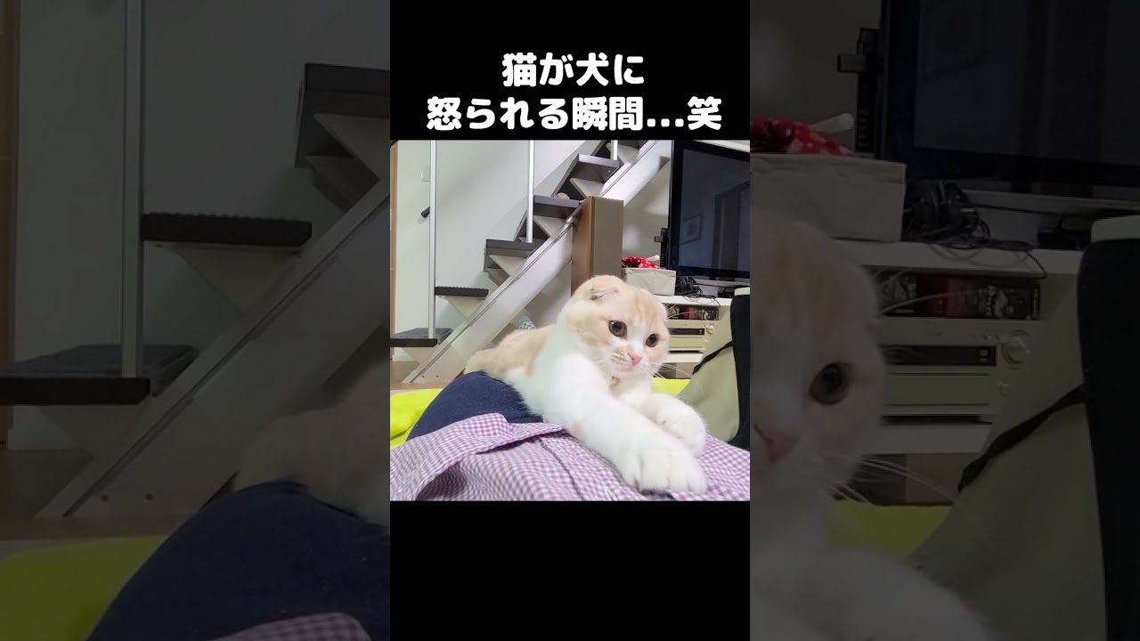 なぜか犬に怒られてしまった猫...笑 #猫 #cat