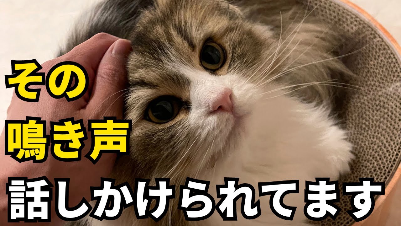 猫の鳴き声別に解説！猫が飼い主さんに話しかけてくるときの気持ちはコレ【サイベリアンのらんちん】