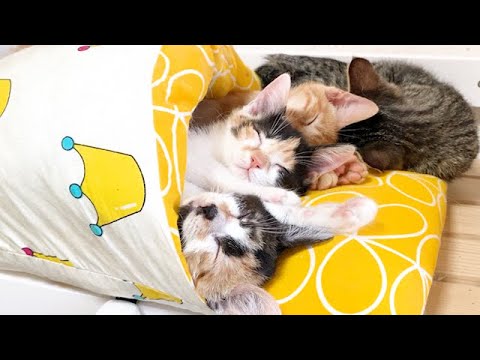 だんだん寝相が悪くなる子猫