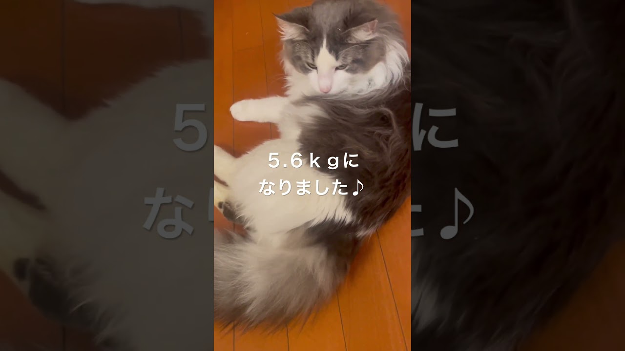 5.6kgになったリキ #ノルウェージャンフォレストキャット #猫のいる暮らし #猫の成長記録