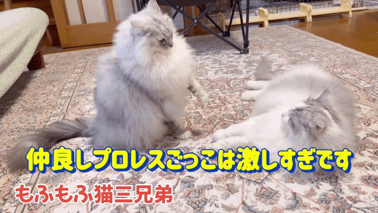 可愛いプロレスごっこが大好きな猫ラガマフィン仲良し兄弟は激しすぎです…