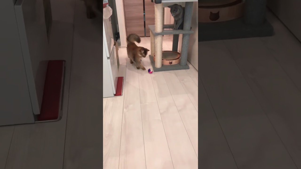 #ソマリ #ボール遊び #多頭飼い猫