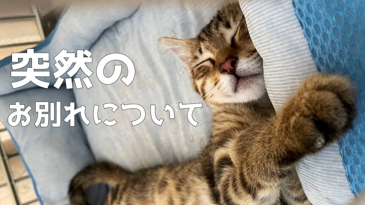 保護した子猫の突然の別れについてご報告します。