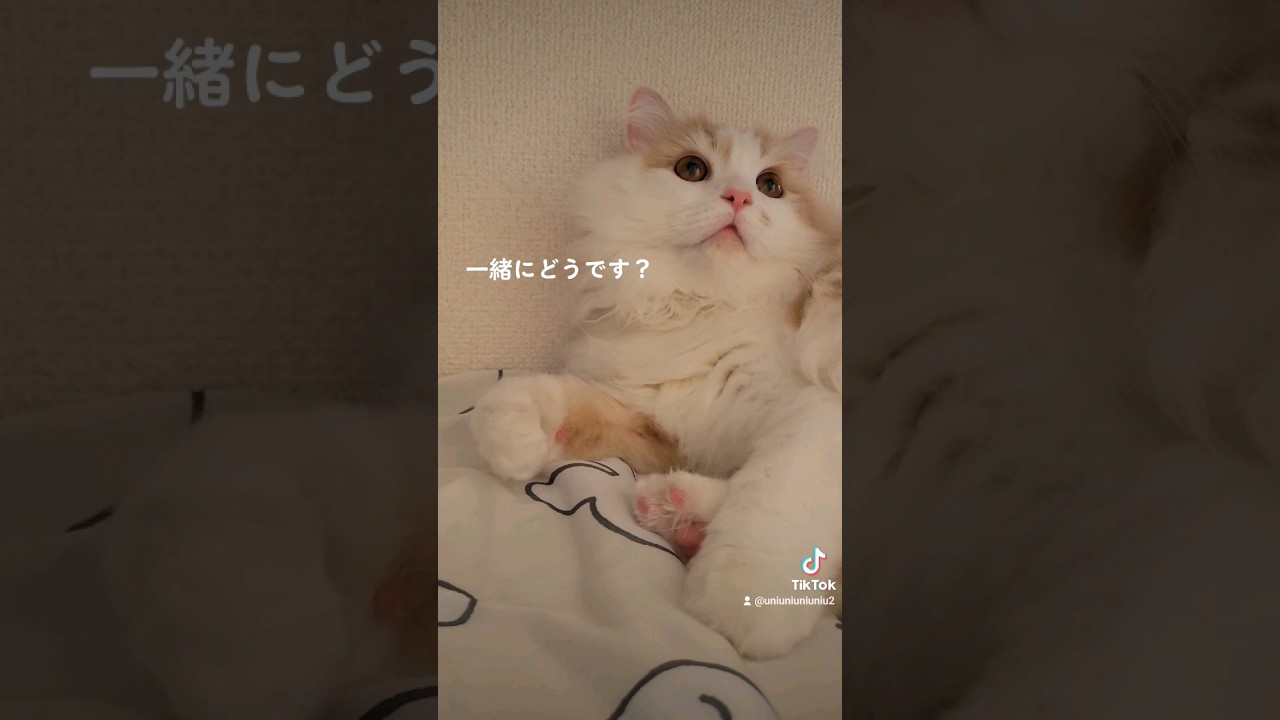取れそうなほどの肉球愛...? #ラガマフィン #猫動画 #cat #子猫 #shorts