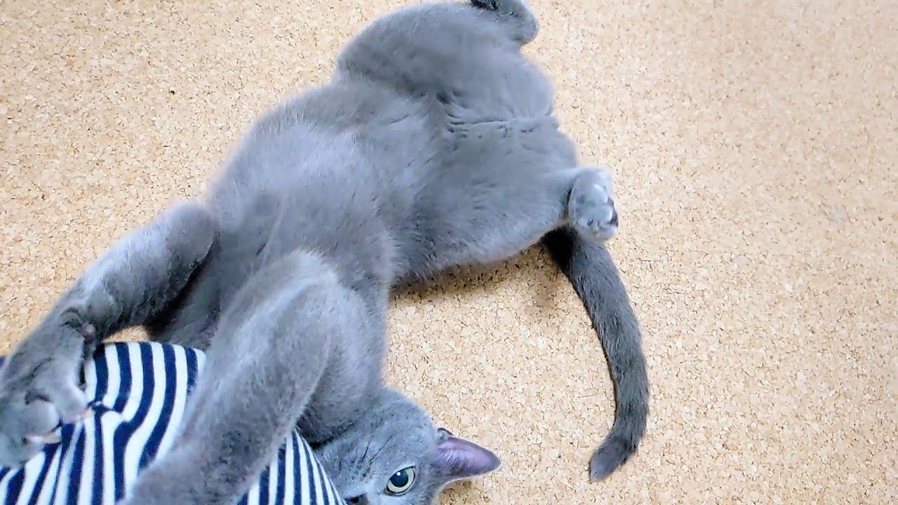 【猫動画】嫁が触ると暴れる日のロシアンブルー【russianbule】Russian blue on the day when my wife touches it
