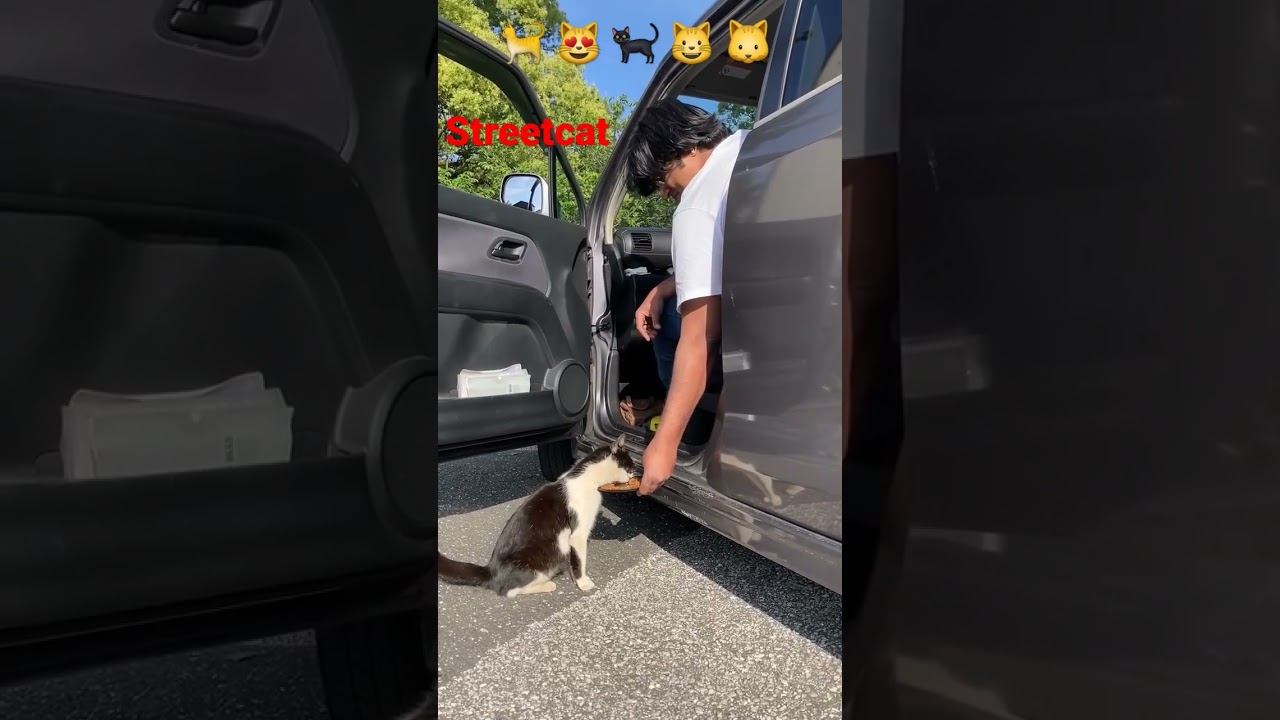 street cat feeding & me ♿️ in kochi Shi,japan part-13 #日本 #猫 #地域猫 #ねこ動画 #かわいい猫 #shorts #india #kochi