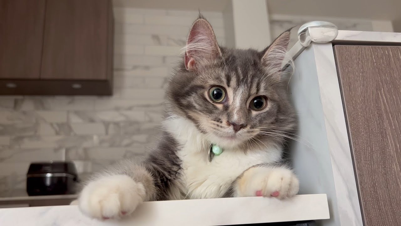 5か月のサイベリアンのかわいい子猫
