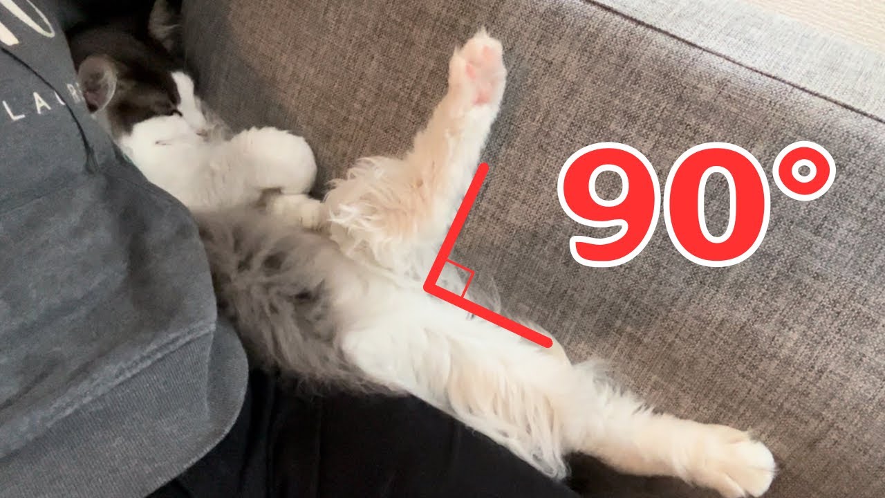 独特な体勢で寝る猫【メインクーン】
