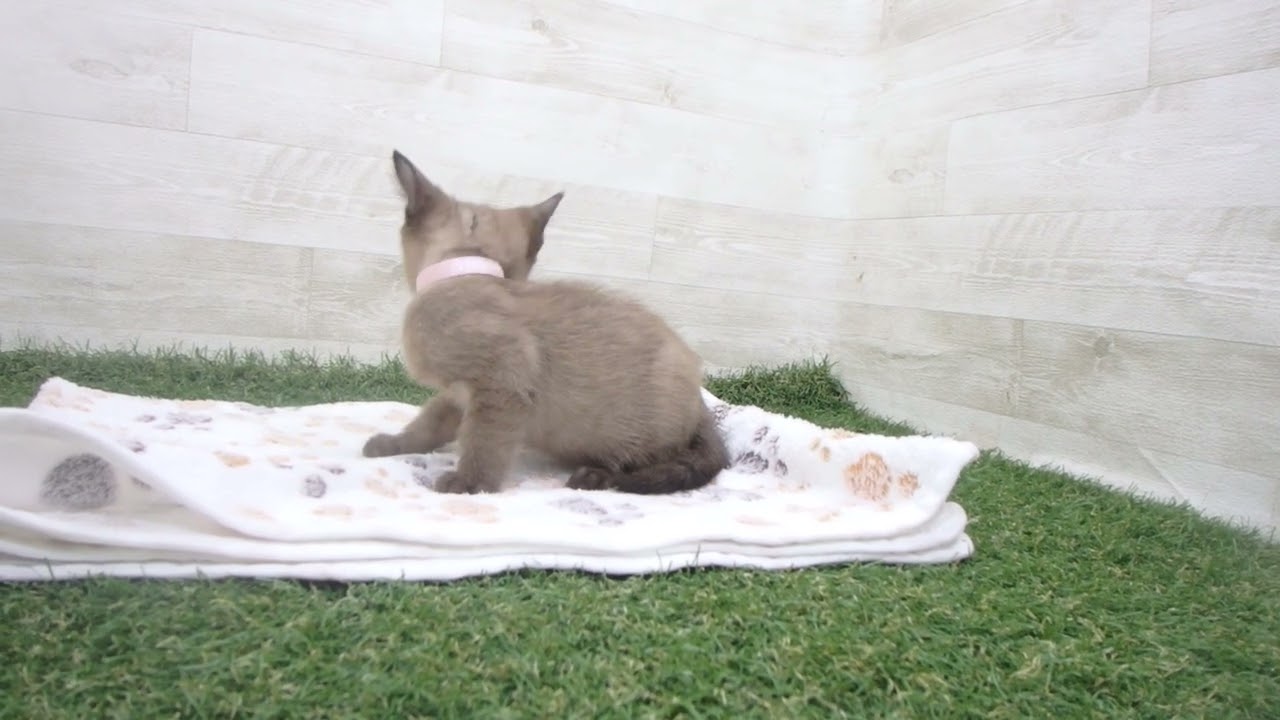 Coo&RIKU　No00631466 バーミーズ