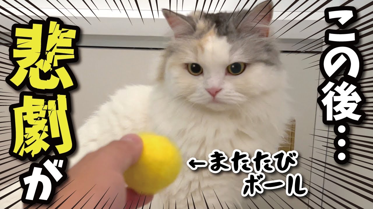 【事故】またたびボールで遊んでたら猫にまさかの事態が…！！【関西弁でしゃべる猫】