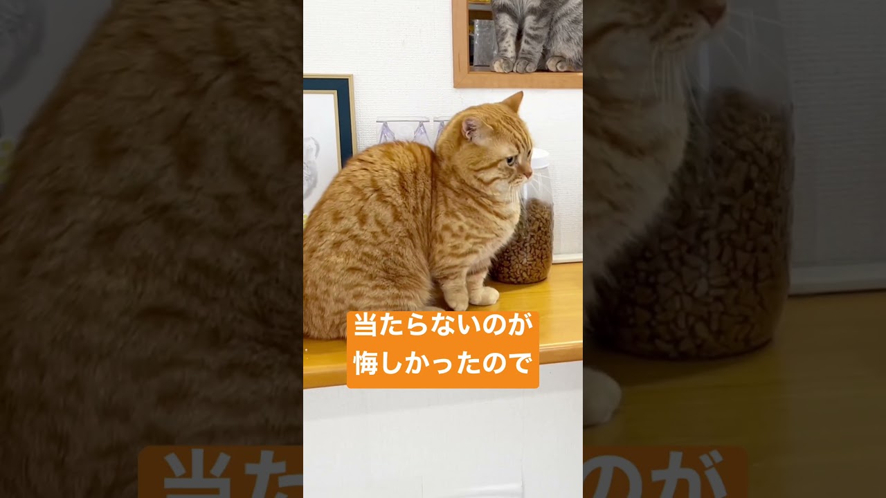 マンチカンのパンチは決して当たらないのが悔しかった #shorts