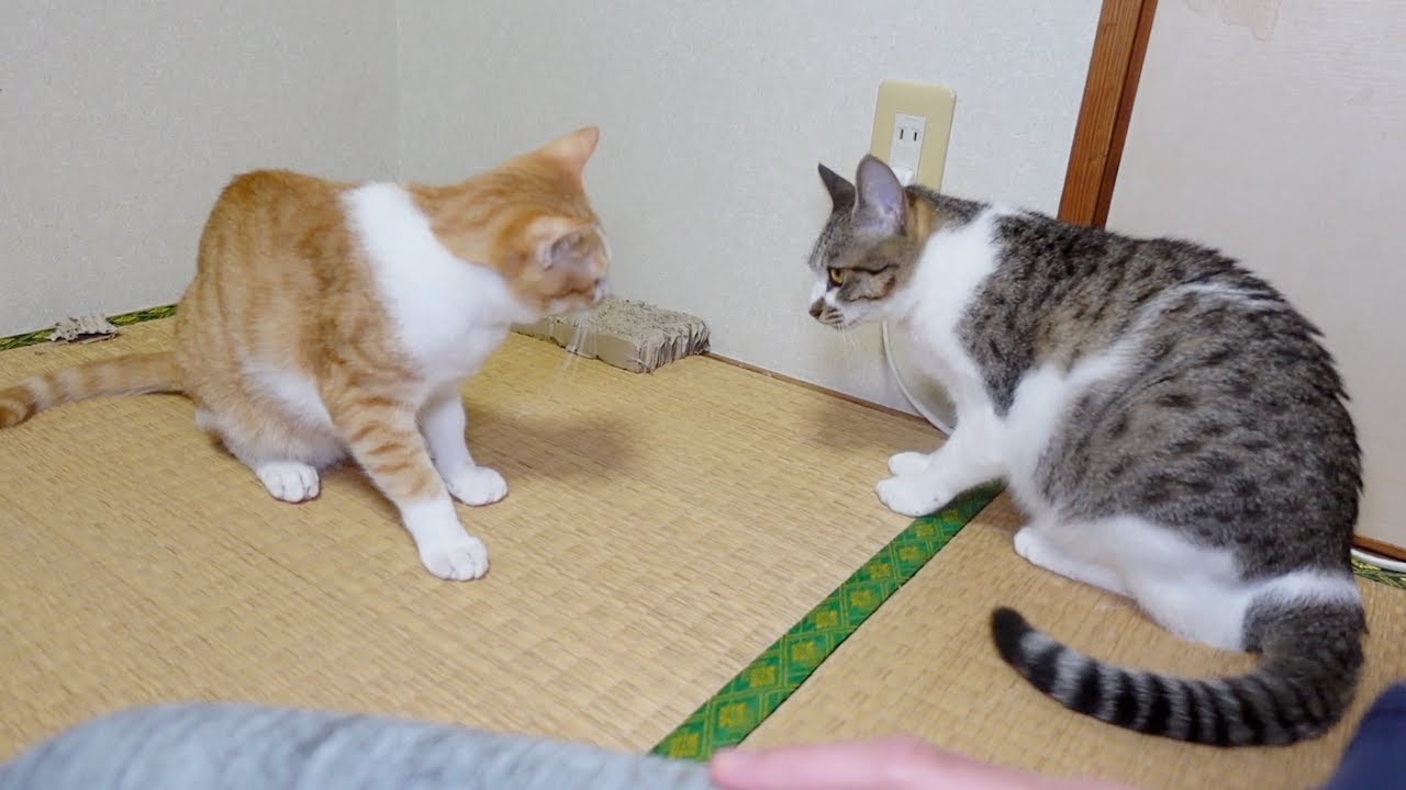 ご飯を食べ終わった子猫たちが揉め始めました…
