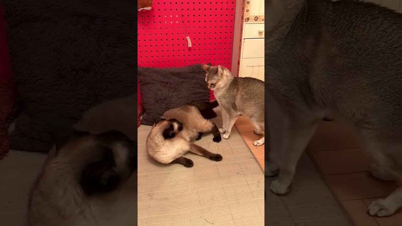 ペロペロしようとしたら……たぬき猫に猫パンチされたシンガプーラなのにゃ♪