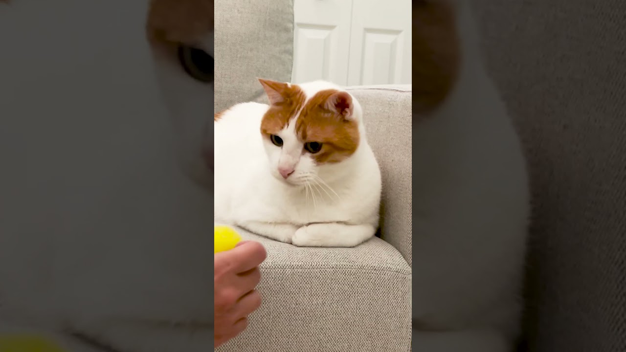 どうしてもボールで遊べない猫 #Shorts