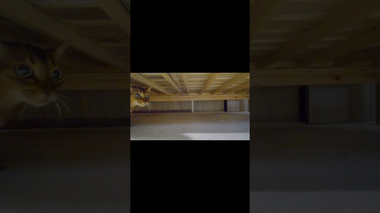 ネコ動画あび#949　#shorts　あびの毎日　アビシニアン　あびブログ