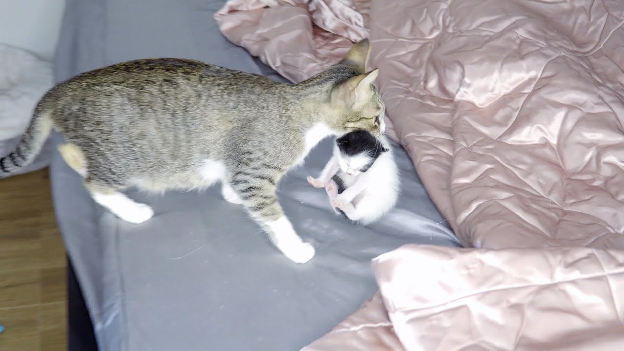 子猫をくわえて、飼い主の側に引っ越しする母猫