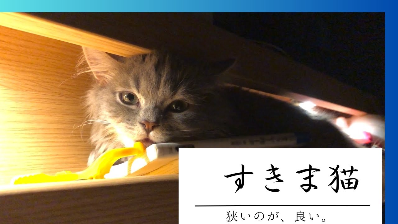知らない隙間だ。【猫・子猫・マンチカン/サイベリアン】