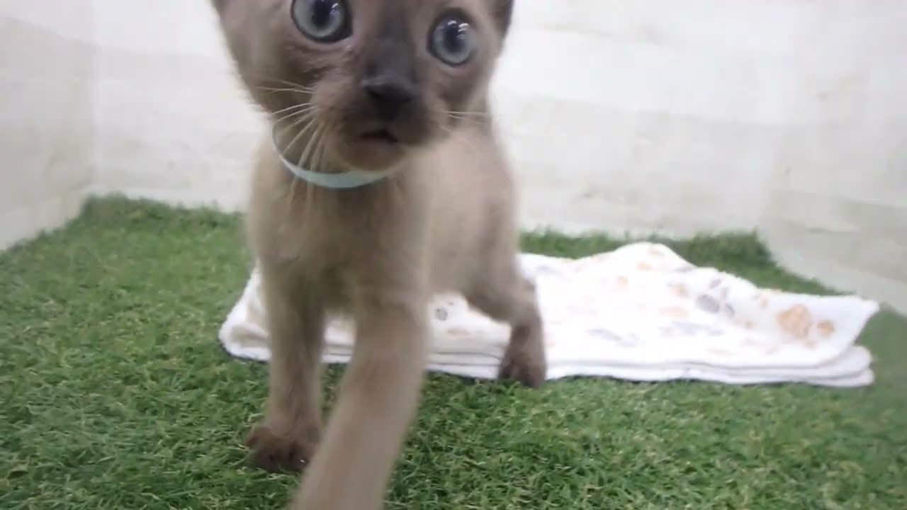 Coo&RIKU　No00631464 バーミーズ