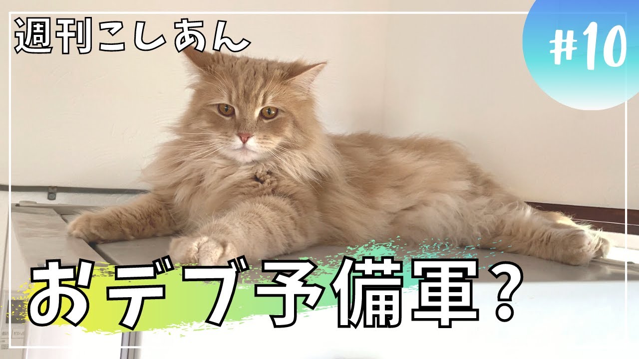 【週刊こしあん10】小さかった子猫がおデブ予備軍！？【サイベリアン・多頭飼い】