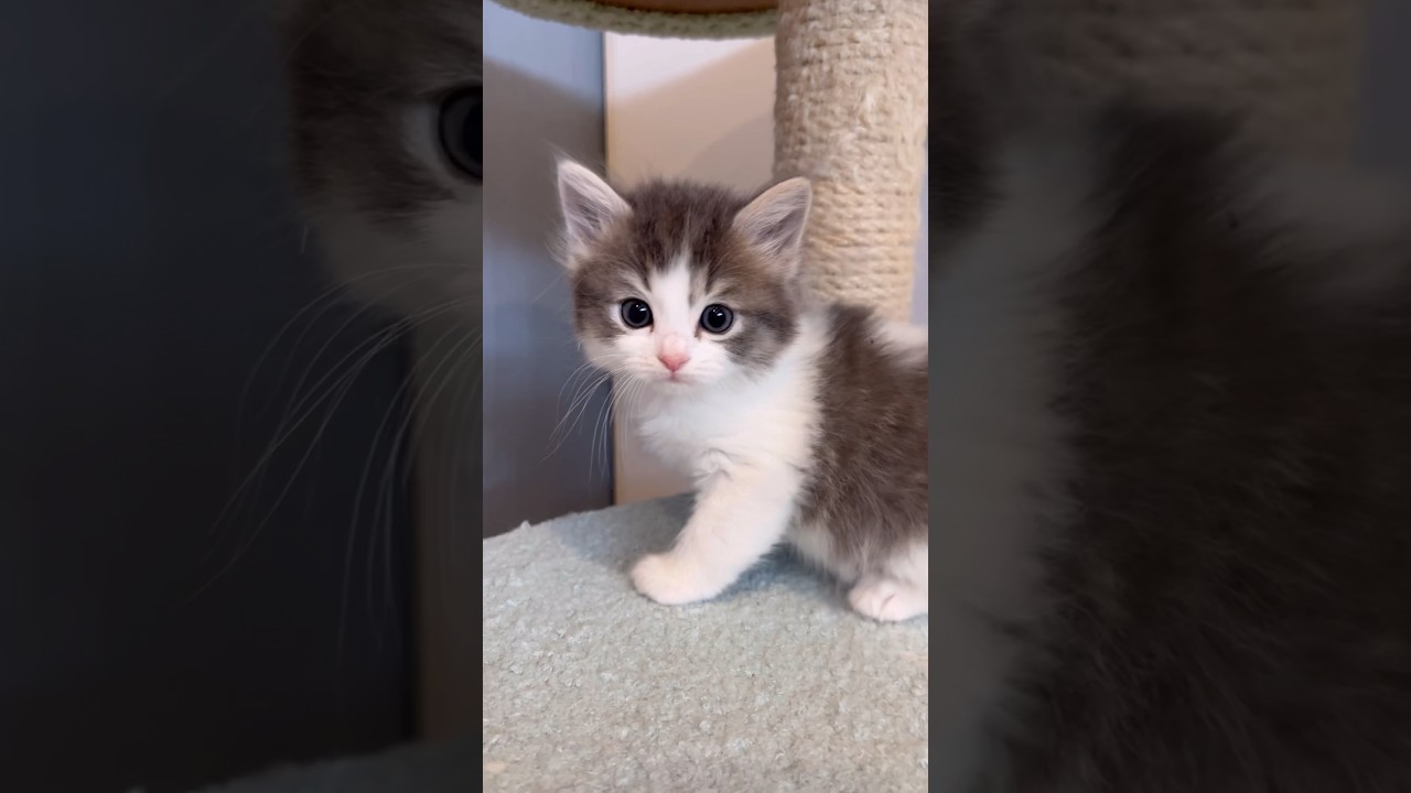 【ツンデレだよねー】#女子#キレイなお顔#マンチカン#マンチカン足長#ロングヘアー#子猫#こねこのいる暮らし #子猫動画#猫動画#3月16生まれ#shorts