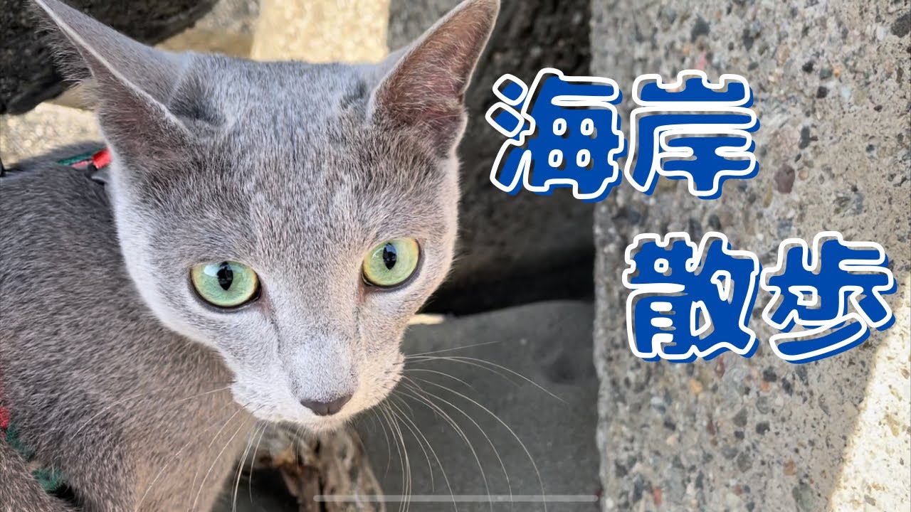 海で見つけた○○がお気に入りのかわいい猫【ロシアンブルー】