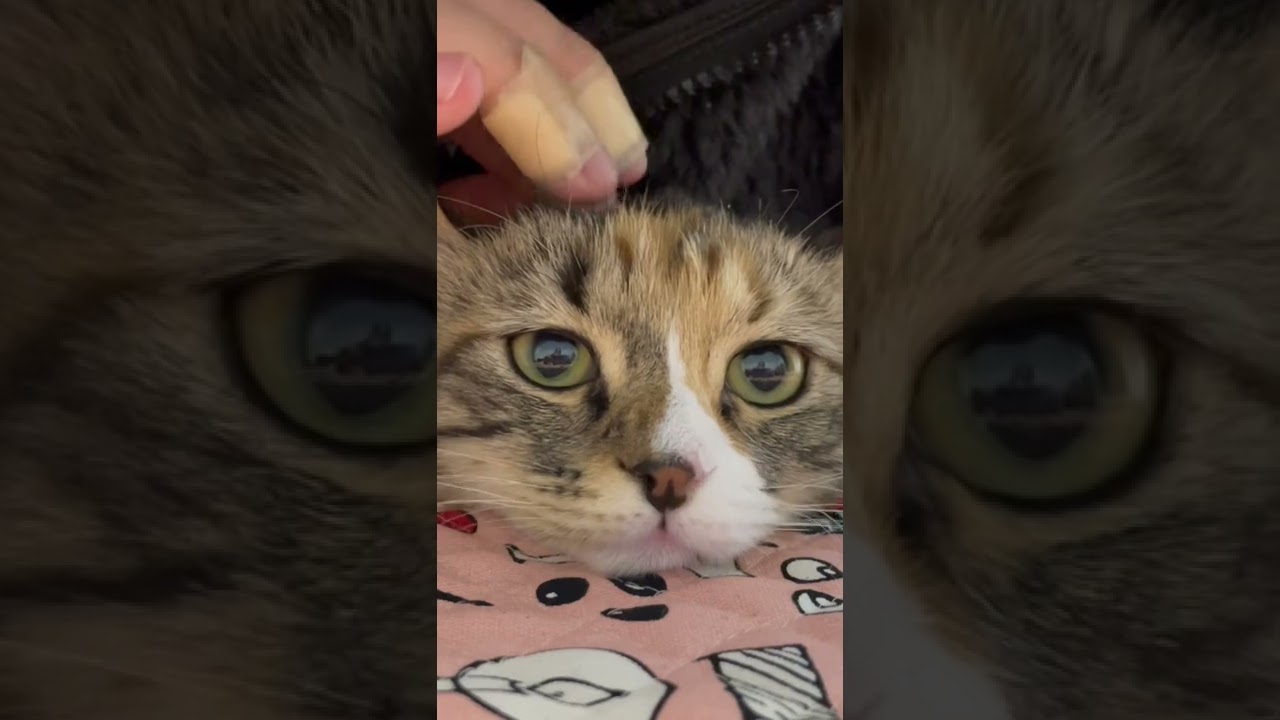 いいこいいこ　#キンカロー #ねこ #ねこのいる生活 #猫