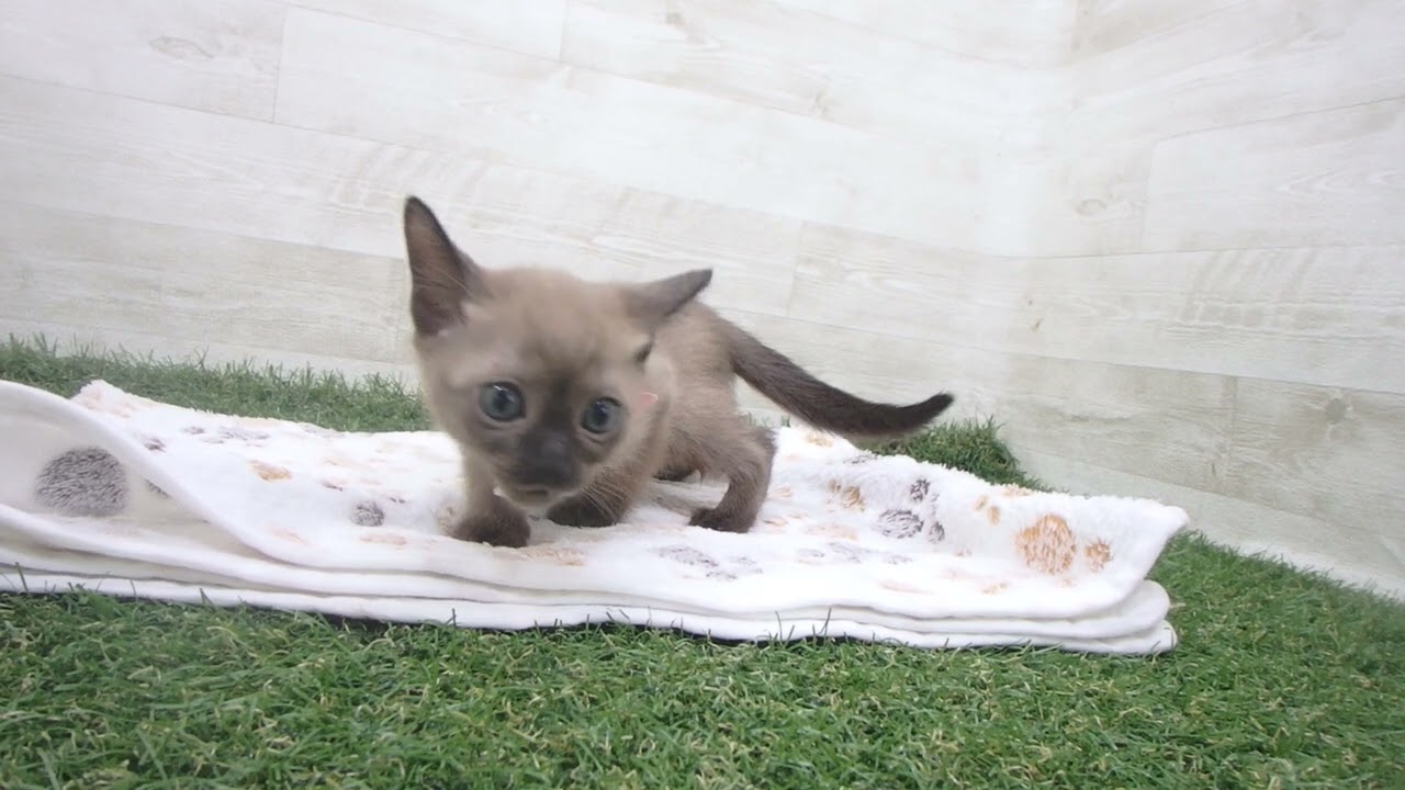 Coo&RIKU　No00631465 バーミーズ