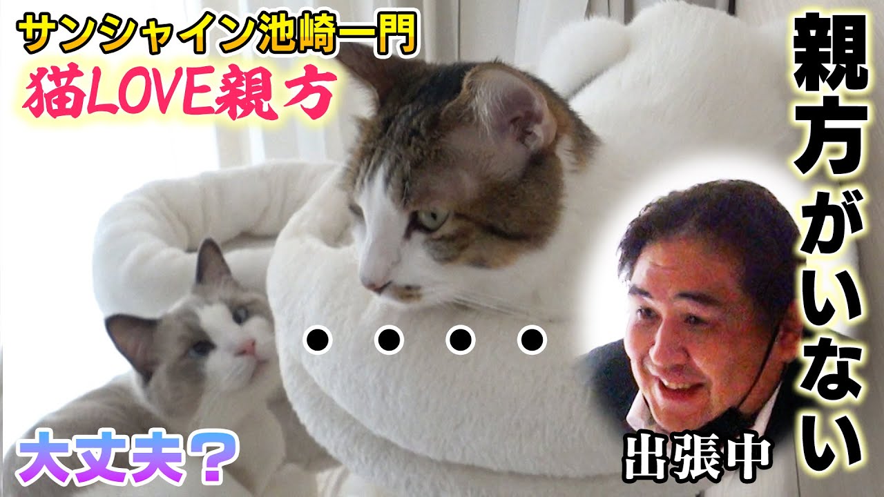 【サンシャイン池崎一門】親方がいなくなって寂しがる保護猫ブルーに先住猫ウリは・・・【二子山親方】