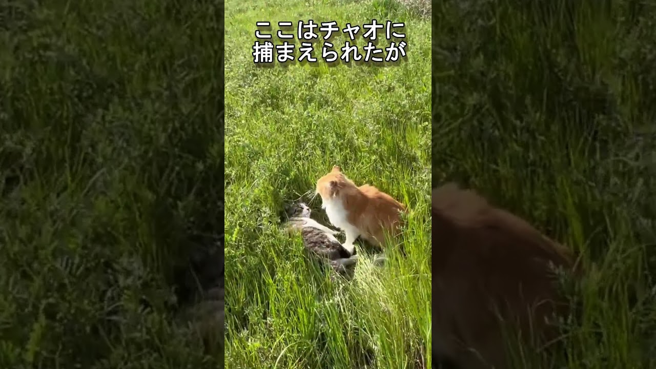 【地域猫】メインクーンとサバトラの超絶スピードでのかけっこバトルが凄い！【オリジナル曲】#shorts#cat#野良猫