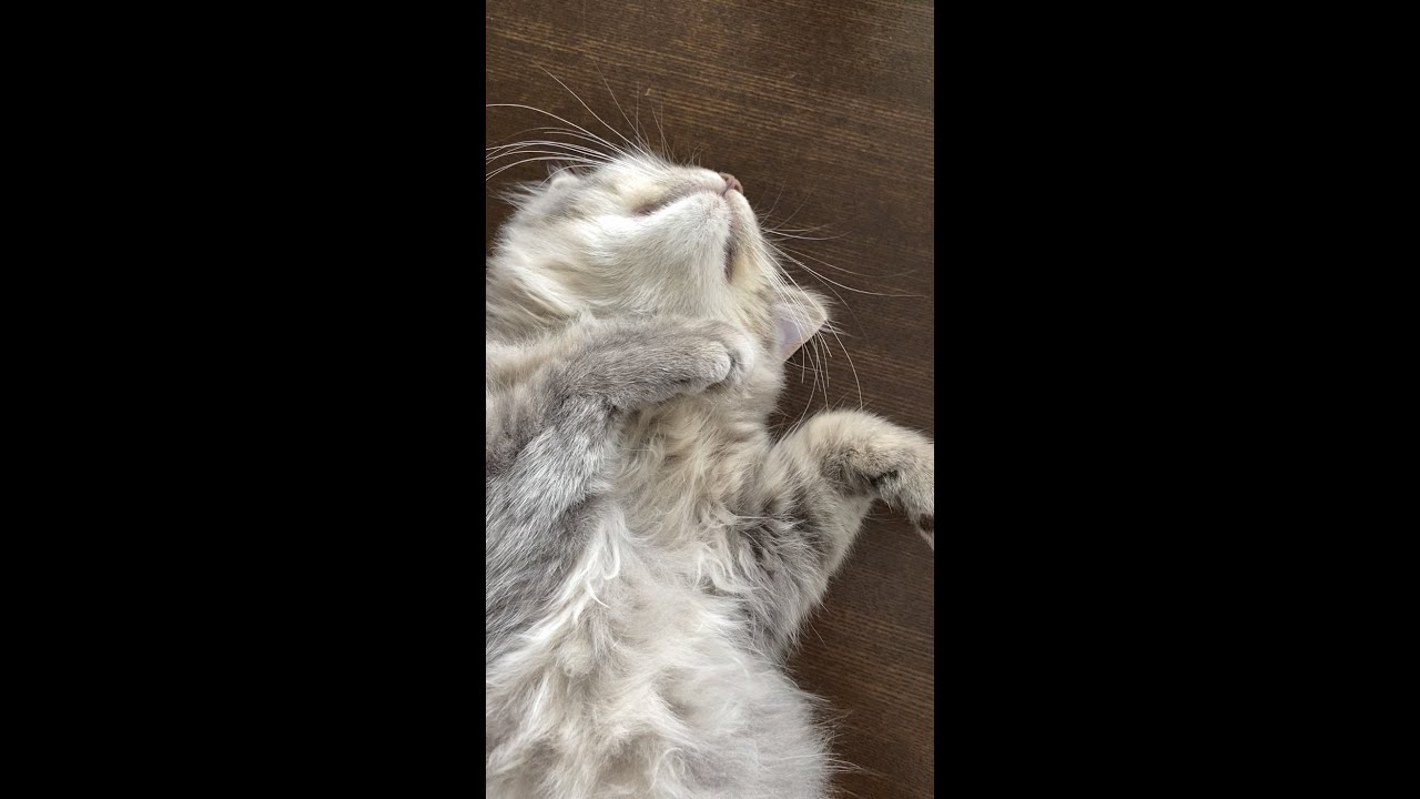 へそ天のサイベリアン子猫をなでなでしてみた【#shorts】