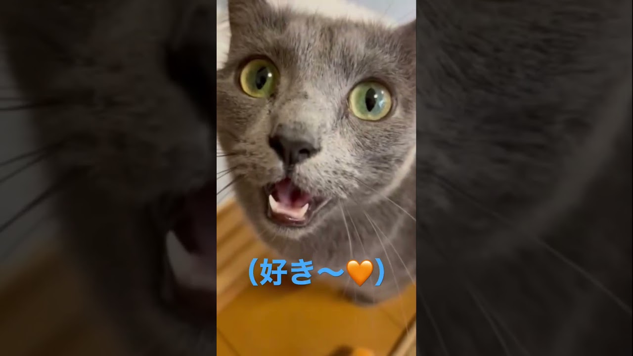 突然ママに告白する愛しい猫（ロシアンブルー）#shorts