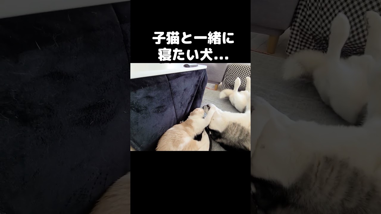 どうしても子猫と一緒に寝たいハスキー犬がこうなった