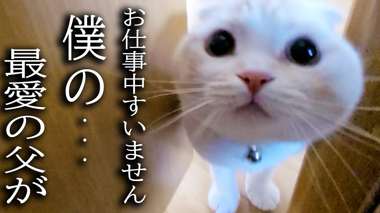 犬の異変に気づき秒で知らせにきた猫について行くと...