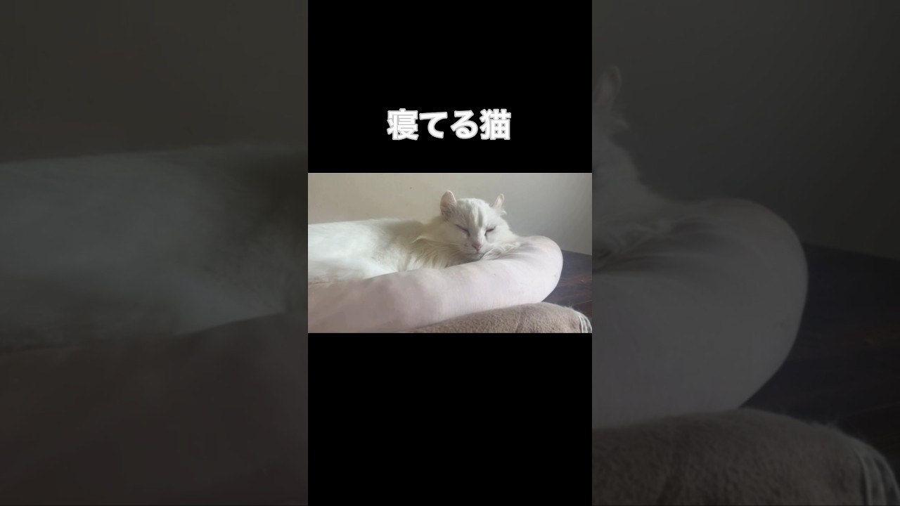 寝てる猫#shorts#short #アメリカンカール#猫