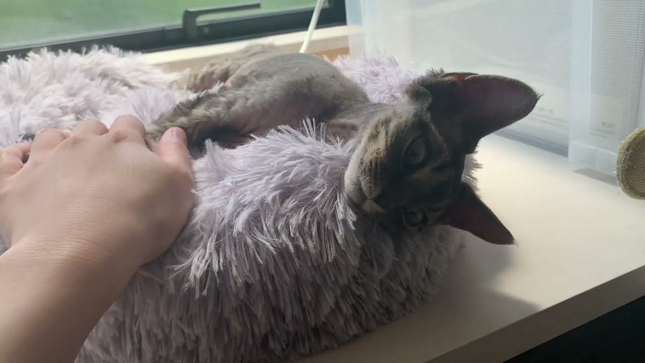 気持ち良くお昼寝しているデボンレックス猫兄弟です(Devon Rex brothers enjoy taking a nap)