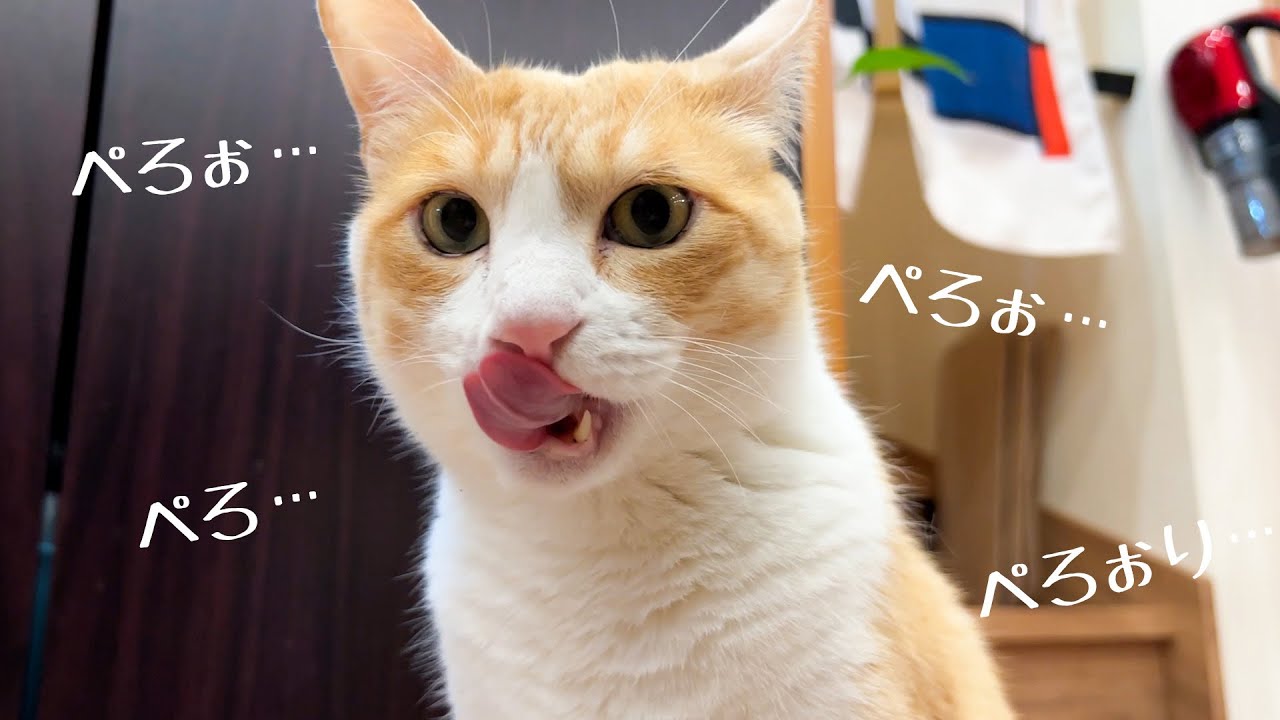 初めての『納豆』でぺろぺろ止まらなくなっちゃう猫達が可愛いｗｗｗ