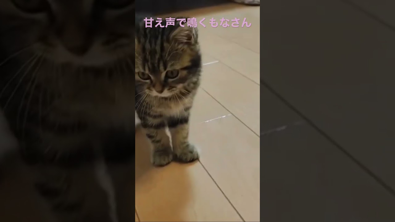 甘えて鳴いてる猫 #子猫 #猫 #スコティッシュフォールド #2ヶ月 #ねこ