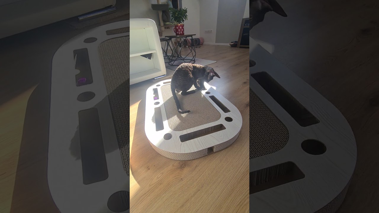Cornish Rex Kittens in forever home!!!