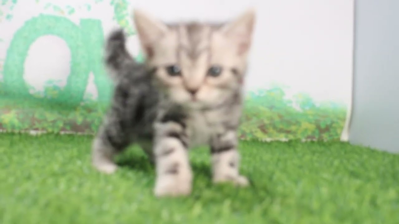 Coo&RIKU　No629976　アメリカンショートヘアー