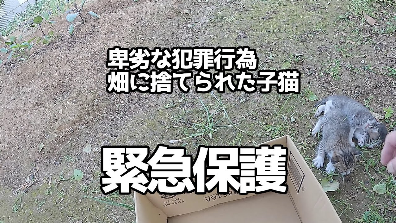 【緊急仔猫保護】畑に捨てられた直後の子猫を保護＃猫＃cat