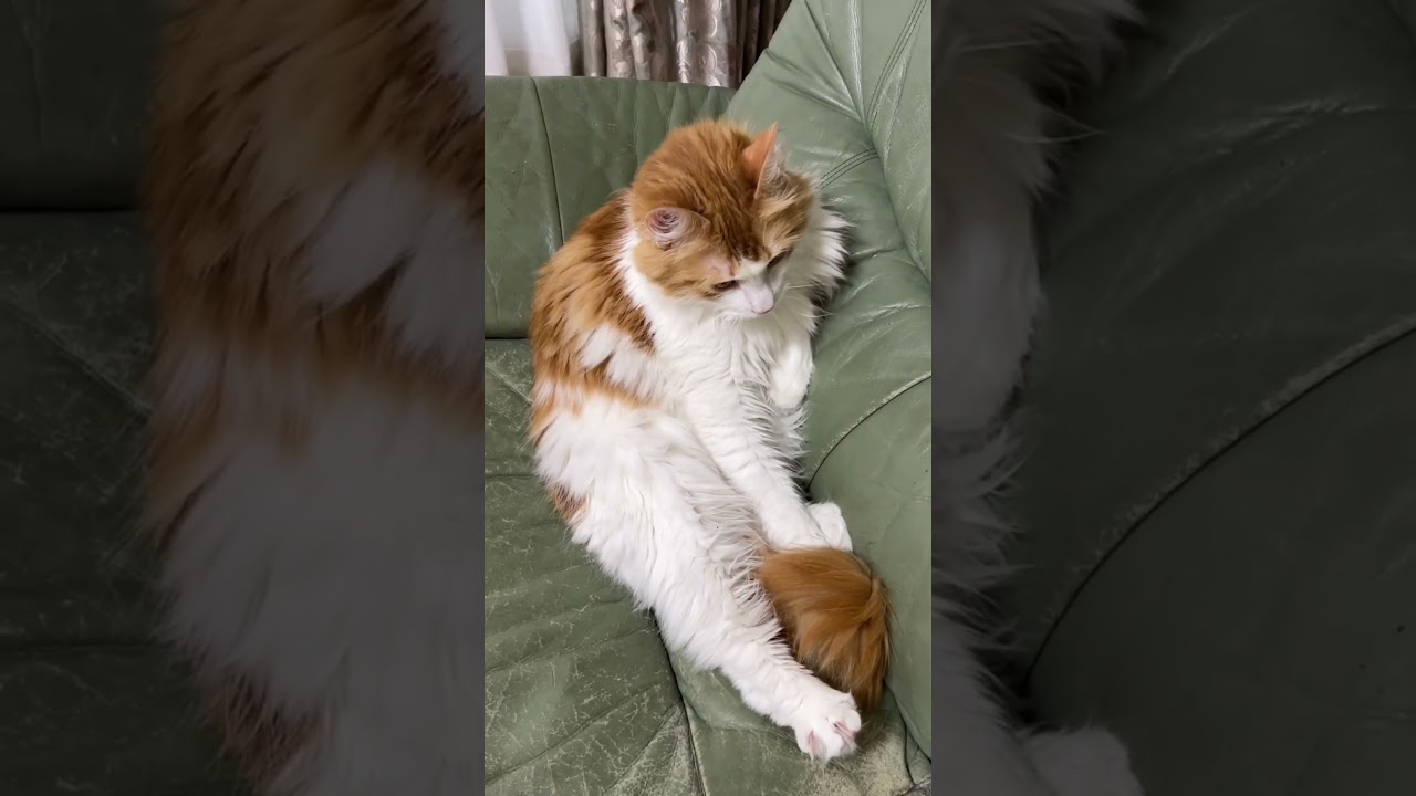 主人の貫禄がある猫#shorts 【マリー（メインクーン）】