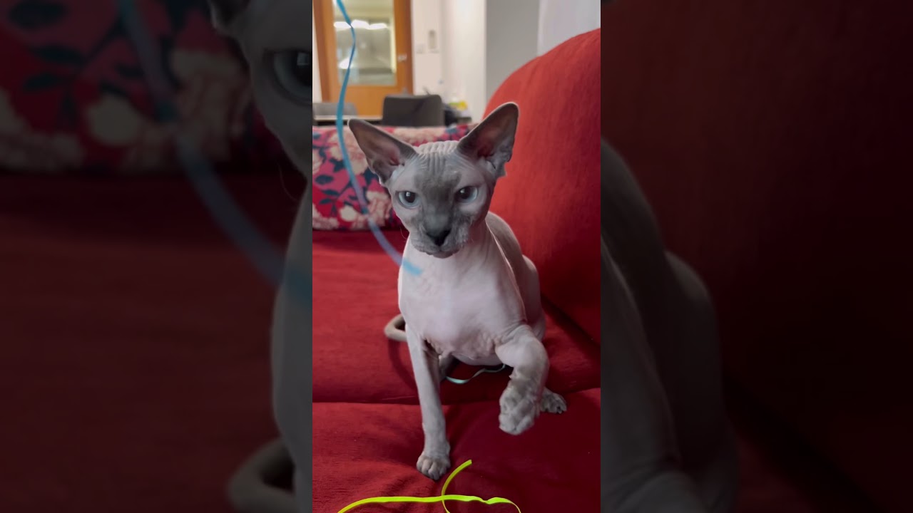 ヒモで遊ぶ毛のない子猫が可愛い【スフィンクス猫】