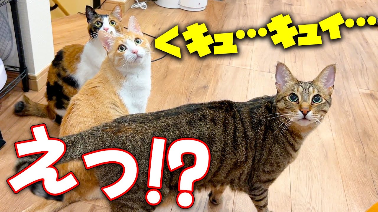 絶対に猫から出てはいけない音が出てしまう瞬間